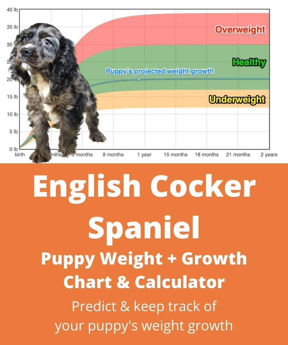 english-cocker-spaniel Puppy Weight Growth Chart